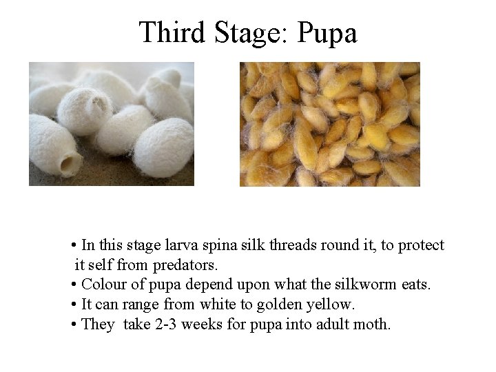 Third Stage: Pupa • In this stage larva spina silk threads round it, to
