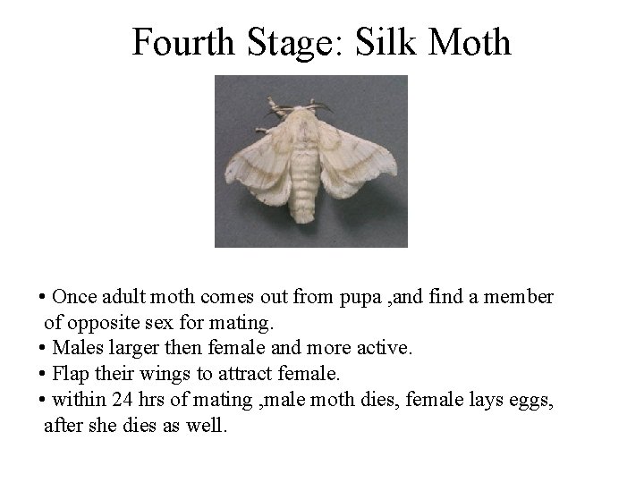 Fourth Stage: Silk Moth • Once adult moth comes out from pupa , and