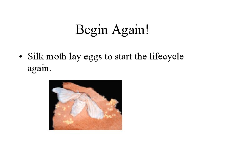 Begin Again! • Silk moth lay eggs to start the lifecycle again. 