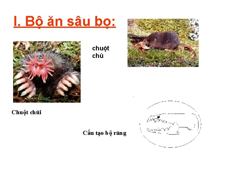 I. Bộ ăn sâu bọ: chuột chù Chuột chũi Cấu tạo bộ răng 