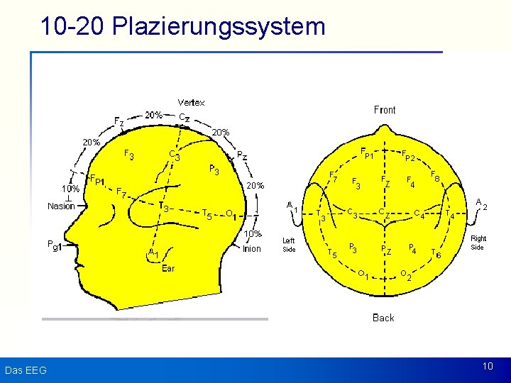 10 -20 Plazierungssystem Das EEG 10 