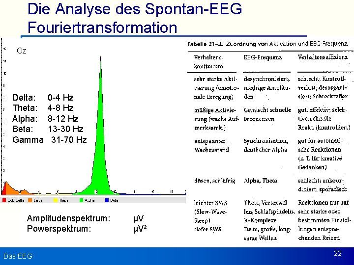 Die Analyse des Spontan-EEG Fouriertransformation Oz Delta: Theta: Alpha: Beta: Gamma 0 -4 Hz