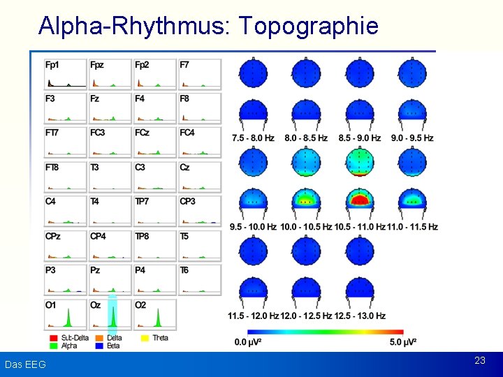 Alpha-Rhythmus: Topographie Das EEG 23 