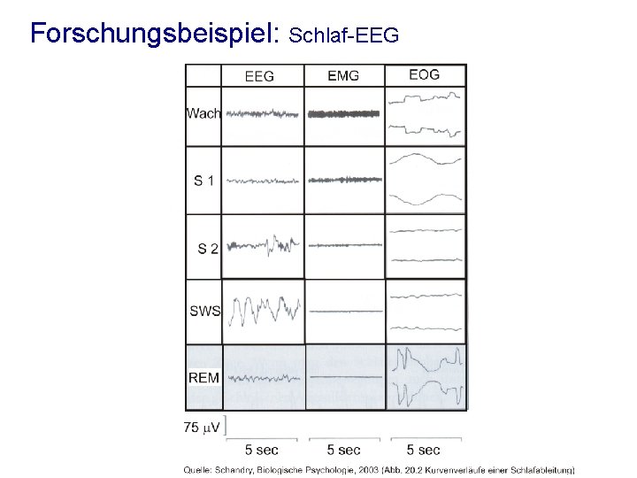Forschungsbeispiel: Schlaf-EEG 24 