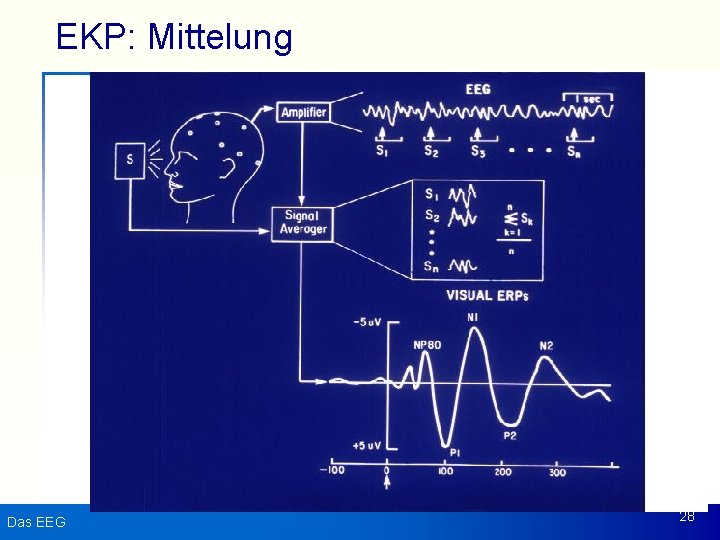 EKP: Mittelung Das EEG 28 