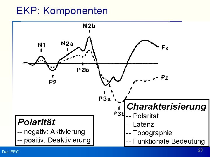 EKP: Komponenten Charakterisierung Polarität -- negativ: Aktivierung -- positiv: Deaktivierung Das EEG -- Polarität