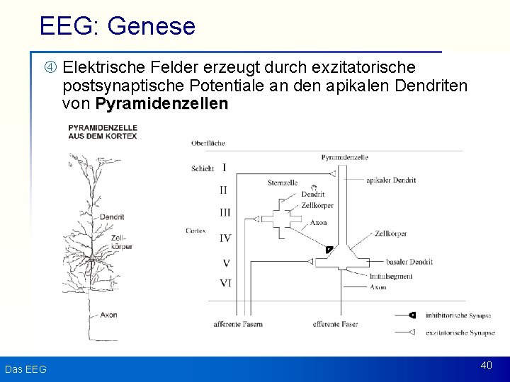 EEG: Genese Elektrische Felder erzeugt durch exzitatorische postsynaptische Potentiale an den apikalen Dendriten von
