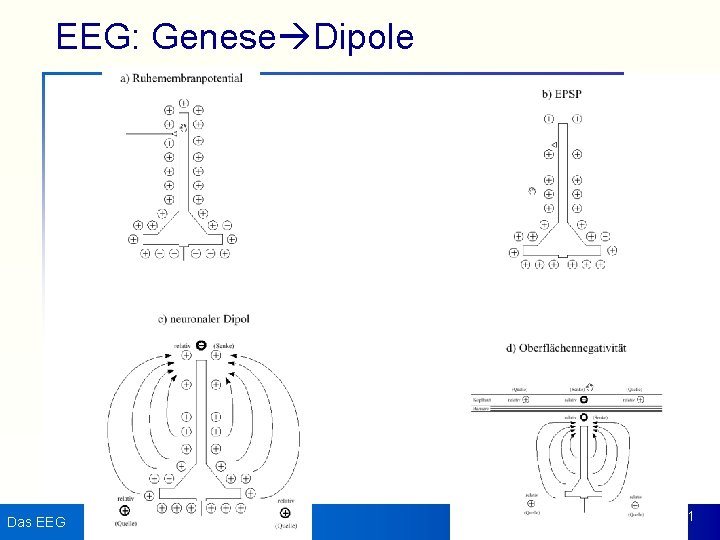 EEG: Genese Dipole Das EEG 41 
