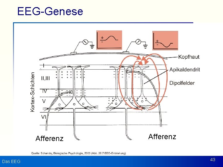 EEG-Genese Afferenz Das EEG Afferenz 43 