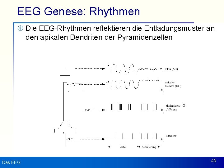 EEG Genese: Rhythmen Die EEG-Rhythmen reflektieren die Entladungsmuster an den apikalen Dendriten der Pyramidenzellen