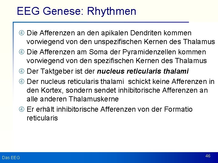 EEG Genese: Rhythmen Die Afferenzen an den apikalen Dendriten kommen vorwiegend von den unspezifischen
