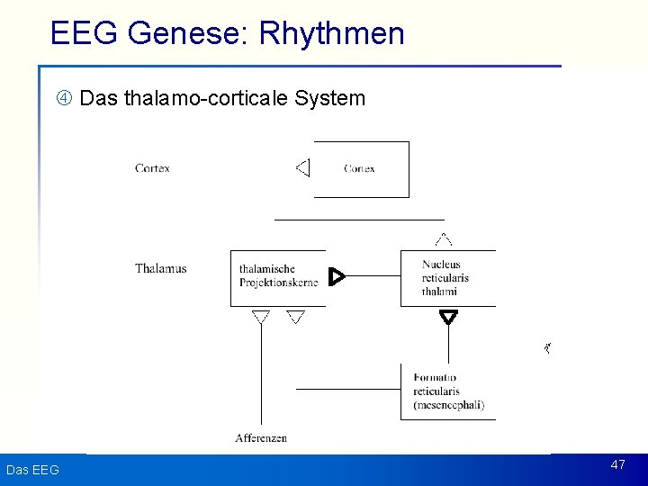 EEG Genese: Rhythmen Das thalamo-corticale System Das EEG 47 