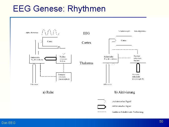 EEG Genese: Rhythmen Das EEG 50 