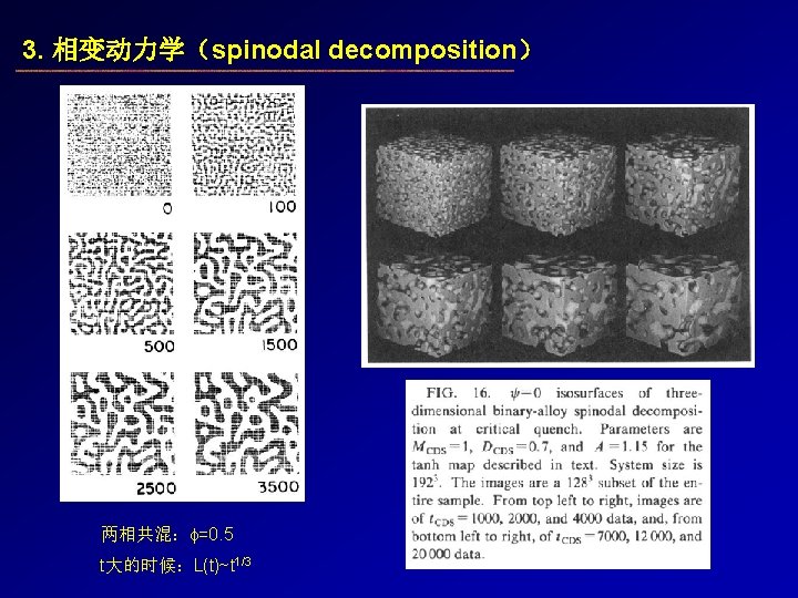 3. 相变动力学（spinodal decomposition） 两相共混： =0. 5 t大的时候：L(t)~t 1/3 