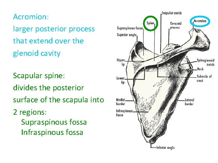 Acromion: larger posterior process that extend over the glenoid cavity Scapular spine: divides the Acromion: larger posterior process that extend over the glenoid cavity Scapular spine: divides the