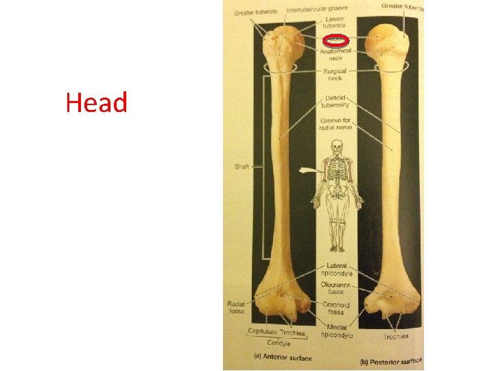 Head  Head