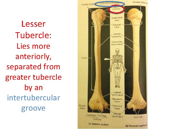 Lesser Tubercle: Lies more anteriorly, separated from greater tubercle by an intertubercular groove  Lesser Tubercle: Lies more anteriorly, separated from greater tubercle by an intertubercular groove