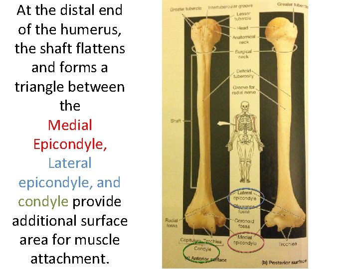 At the distal end of the humerus, the shaft flattens and forms a triangle