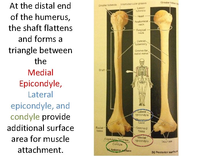At the distal end of the humerus, the shaft flattens and forms a triangle At the distal end of the humerus, the shaft flattens and forms a triangle