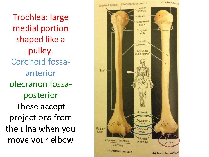 Trochlea: large medial portion shaped like a pulley. Coronoid fossaanterior olecranon fossaposterior These accept Trochlea: large medial portion shaped like a pulley. Coronoid fossaanterior olecranon fossaposterior These accept