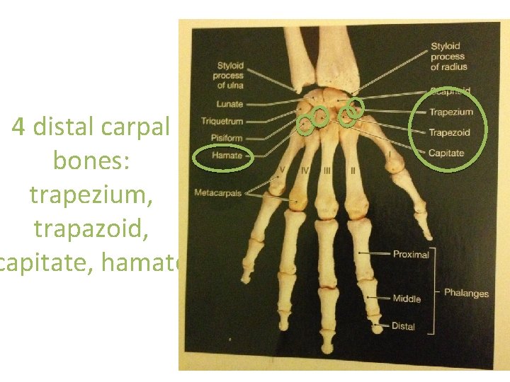 4 distal carpal bones: trapezium, trapazoid, capitate, hamate  4 distal carpal bones: trapezium, trapazoid, capitate, hamate