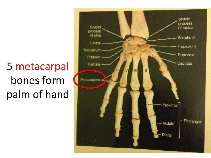 5 metacarpal bones form palm of hand 