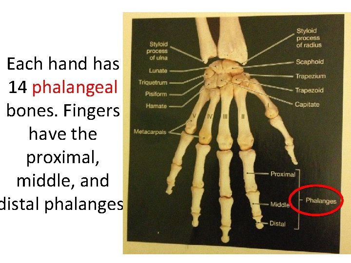 Each hand has 14 phalangeal bones. Fingers have the proximal, middle, and distal phalanges. Each hand has 14 phalangeal bones. Fingers have the proximal, middle, and distal phalanges.