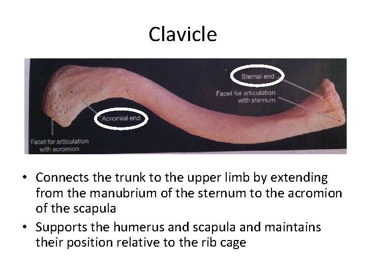 Clavicle • Connects the trunk to the upper limb by extending from the manubrium