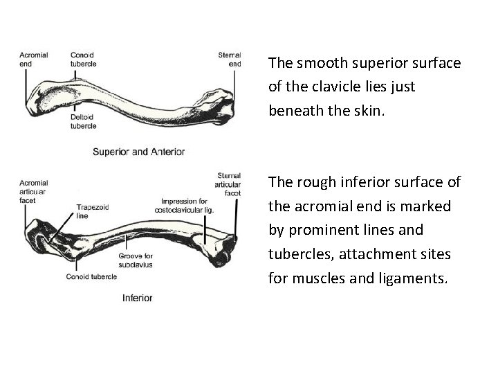 The smooth superior surface of the clavicle lies just beneath the skin. The rough The smooth superior surface of the clavicle lies just beneath the skin. The rough