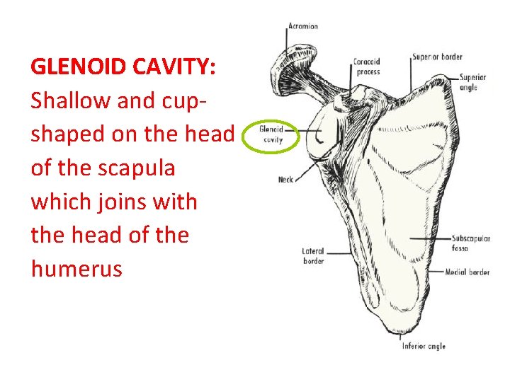 GLENOID CAVITY: Shallow and cupshaped on the head of the scapula which joins with GLENOID CAVITY: Shallow and cupshaped on the head of the scapula which joins with