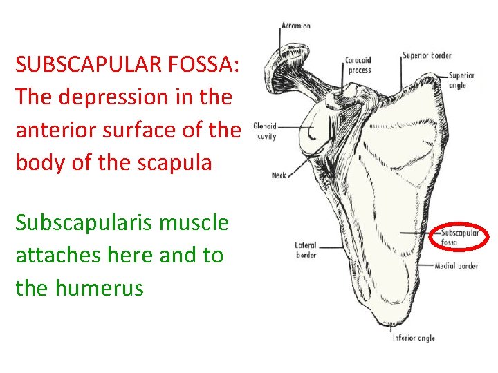 SUBSCAPULAR FOSSA: The depression in the anterior surface of the body of the scapula