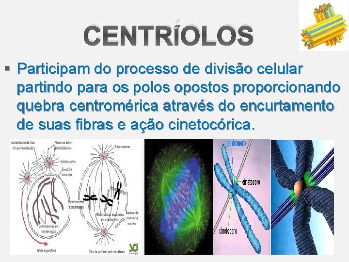 CENTRÍOLOS § Participam do processo de divisão celular partindo para os polos opostos proporcionando