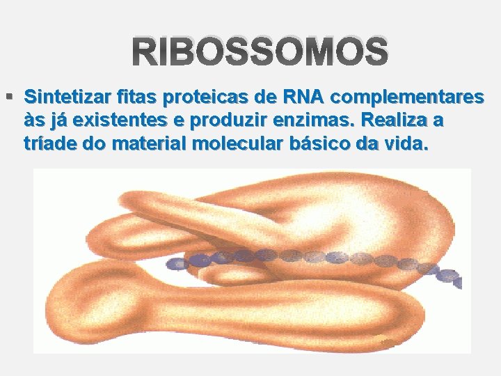 RIBOSSOMOS § Sintetizar fitas proteicas de RNA complementares às já existentes e produzir enzimas.