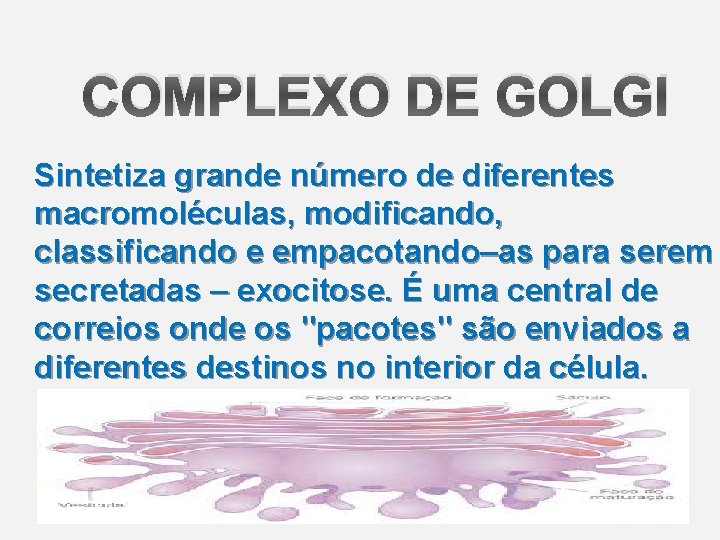 COMPLEXO DE GOLGI Sintetiza grande número de diferentes macromoléculas, modificando, classificando e empacotando–as para