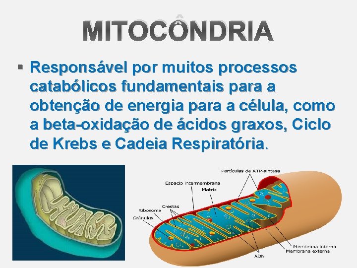 MITOCÔNDRIA § Responsável por muitos processos catabólicos fundamentais para a obtenção de energia para