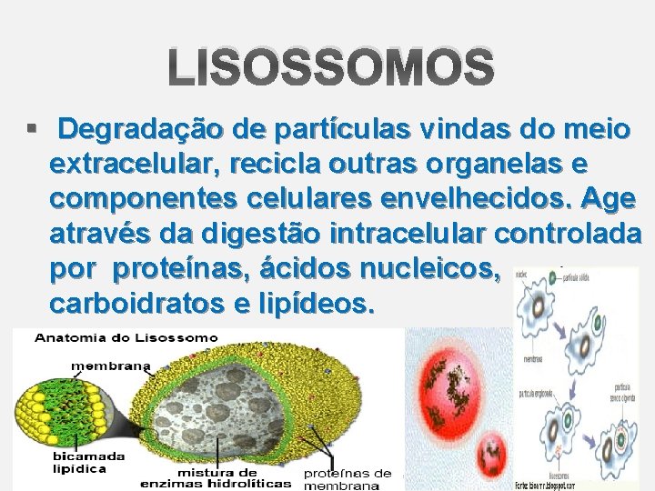 LISOSSOMOS § Degradação de partículas vindas do meio extracelular, recicla outras organelas e componentes