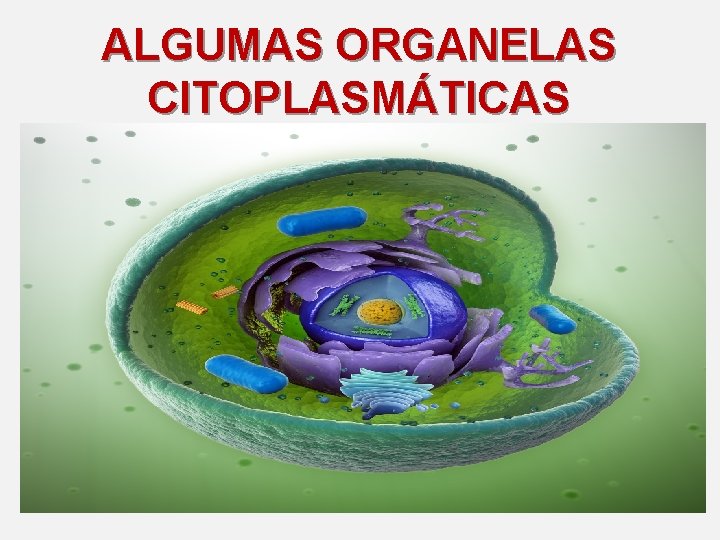 ALGUMAS ORGANELAS CITOPLASMÁTICAS 