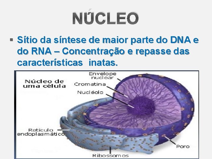 NÚCLEO § Sítio da síntese de maior parte do DNA e do RNA –