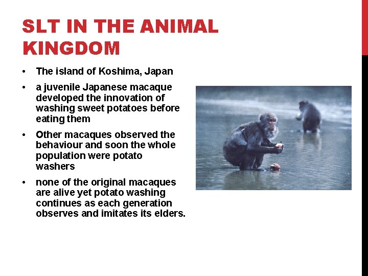 SLT IN THE ANIMAL KINGDOM • The island of Koshima, Japan • a juvenile