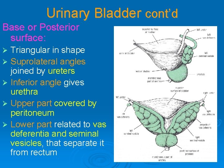 Urinary Bladder cont’d Base or Posterior surface: Triangular in shape Ø Suprolateral angles joined