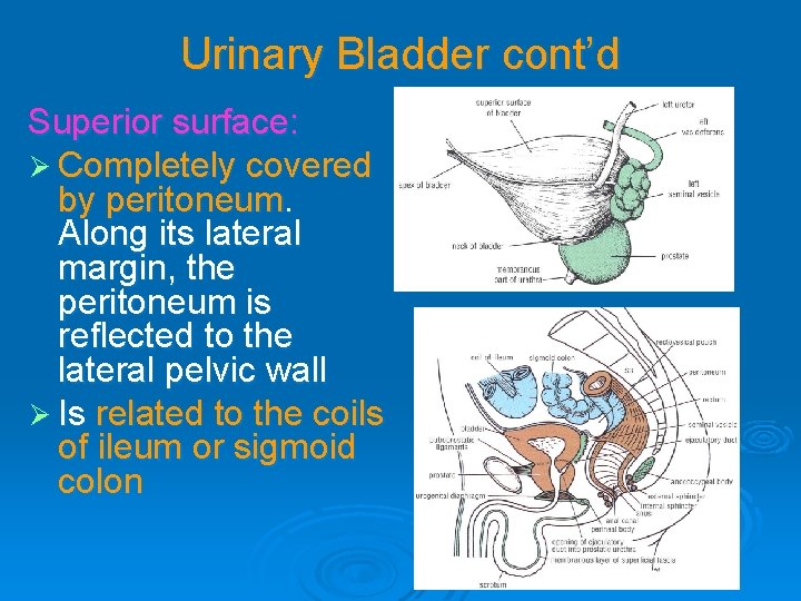 Urinary Bladder cont’d Superior surface: Ø Completely covered by peritoneum. Along its lateral margin,