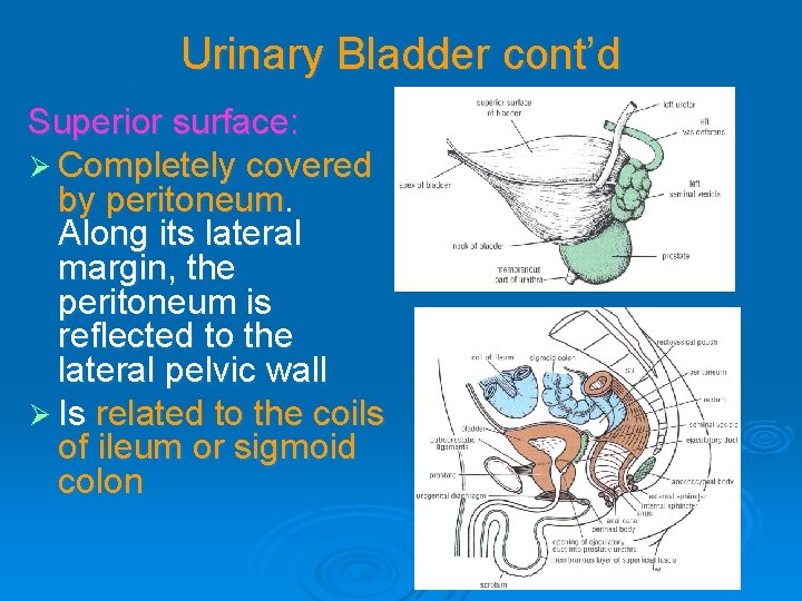 Urinary Bladder cont’d Superior surface: Ø Completely covered by peritoneum. Along its lateral margin, Urinary Bladder cont’d Superior surface: Ø Completely covered by peritoneum. Along its lateral margin,