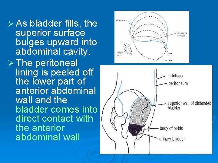 Ø As bladder fills, the superior surface bulges upward into abdominal cavity. Ø The Ø As bladder fills, the superior surface bulges upward into abdominal cavity. Ø The