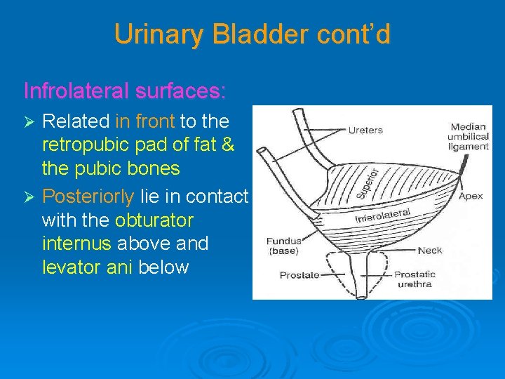 Urinary Bladder cont’d Infrolateral surfaces: Related in front to the retropubic pad of fat
