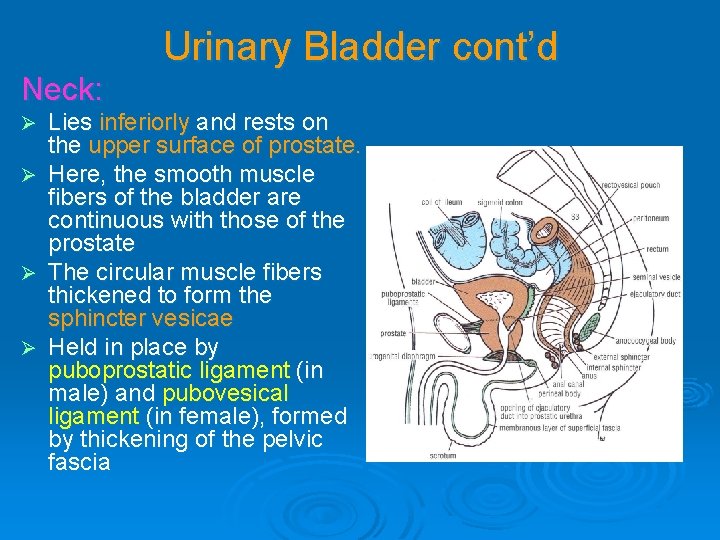 Urinary Bladder cont’d Neck: Lies inferiorly and rests on the upper surface of prostate. Urinary Bladder cont’d Neck: Lies inferiorly and rests on the upper surface of prostate.
