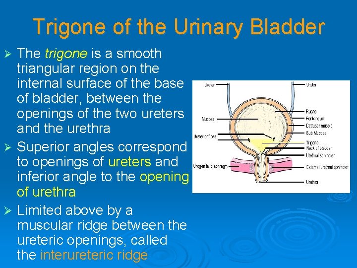 Trigone of the Urinary Bladder The trigone is a smooth triangular region on the