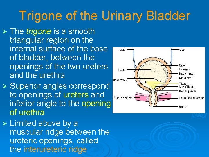 Trigone of the Urinary Bladder The trigone is a smooth triangular region on the Trigone of the Urinary Bladder The trigone is a smooth triangular region on the