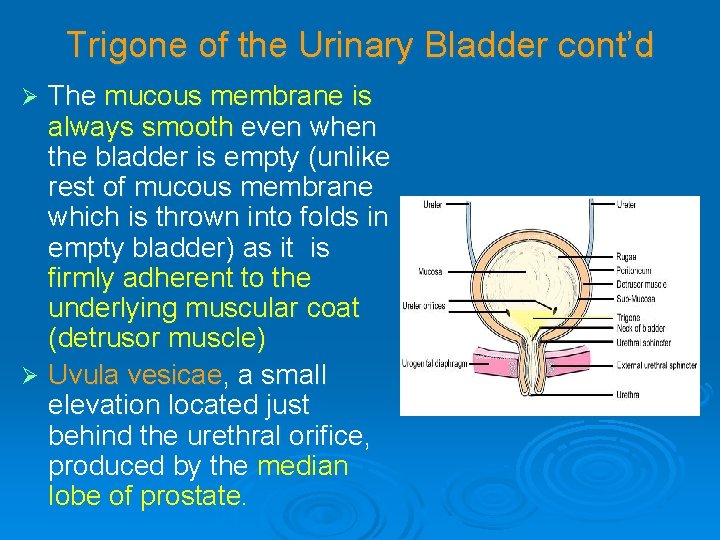Trigone of the Urinary Bladder cont’d The mucous membrane is always smooth even when