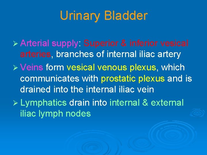 Urinary Bladder Ø Arterial supply: Superior & inferior vesical arteries, branches of internal iliac