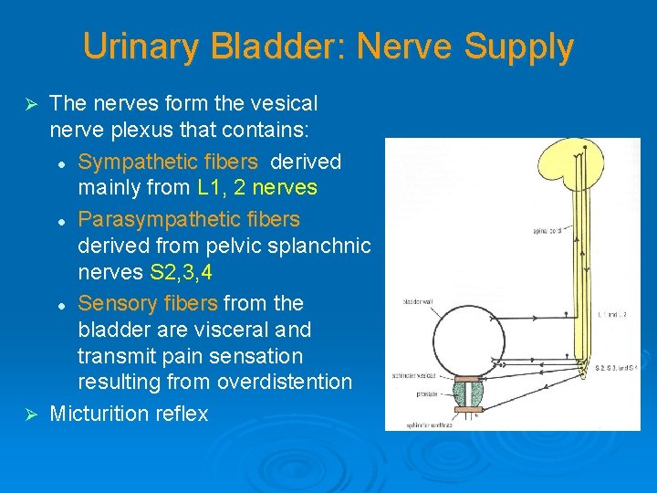 Urinary Bladder: Nerve Supply The nerves form the vesical nerve plexus that contains: l